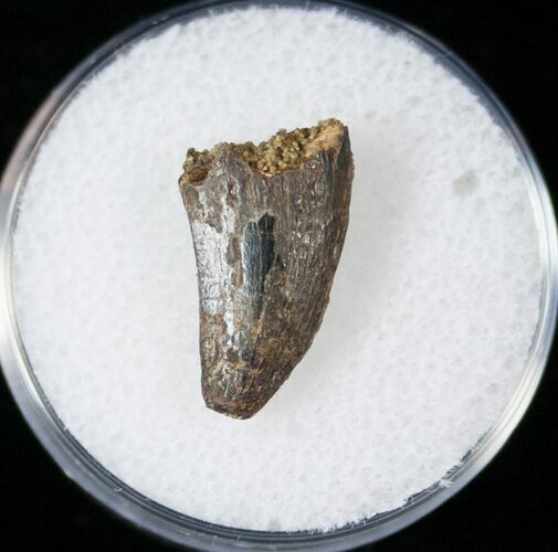 Worn Tyrannosaur Tooth Tip - Montana #14782